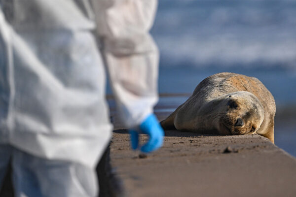 a sea lion facing the camera lies on a concrete wall. A person wearing a white jumpsuit and blue gloves is walking toward it