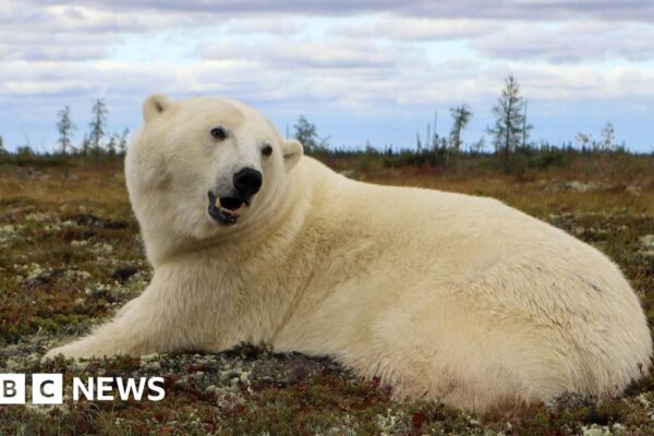 Los dispositivos de seguimiento de osos polares ayudan a separar a humanos y osos