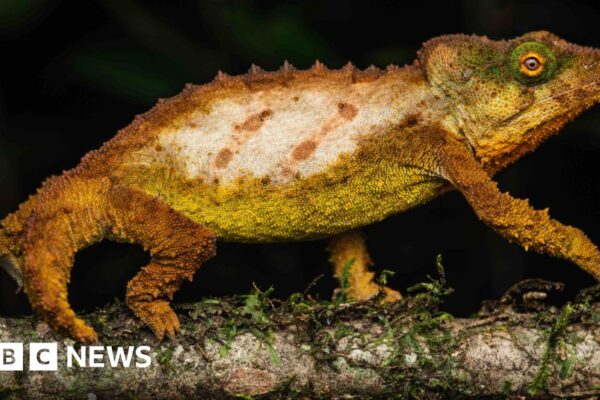 La 'isla del cielo' secreta en la selva tropical salvada por nuevos descubrimientos