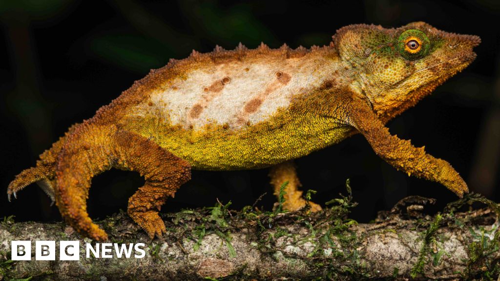 La 'isla del cielo' secreta en la selva tropical salvada por nuevos descubrimientos