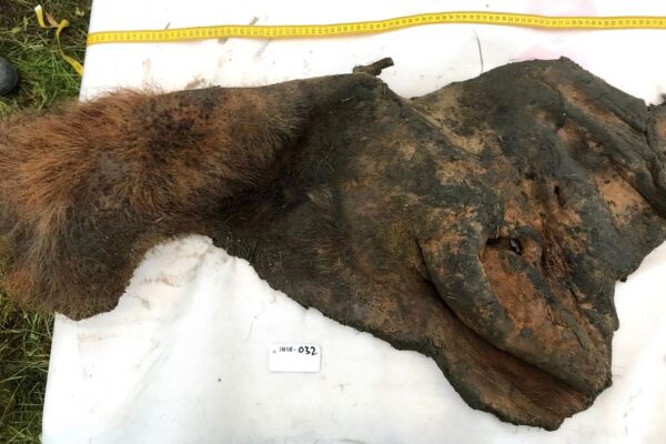 A piece of woolly mammoth skin covered in fur is laid out next to a measuring tape.