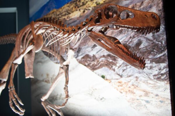 a photo of a dinosaur skeleton displayed at a museum against a lit backdrop