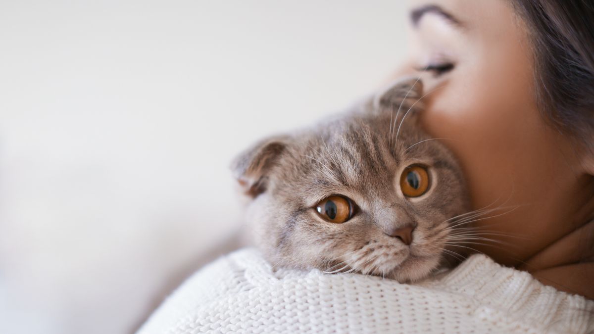 A Scottish Fold cat rests its head on its owner