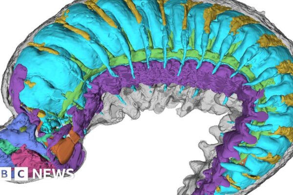 Los rayos X revelan un ancestro del insecto de 500 millones de años