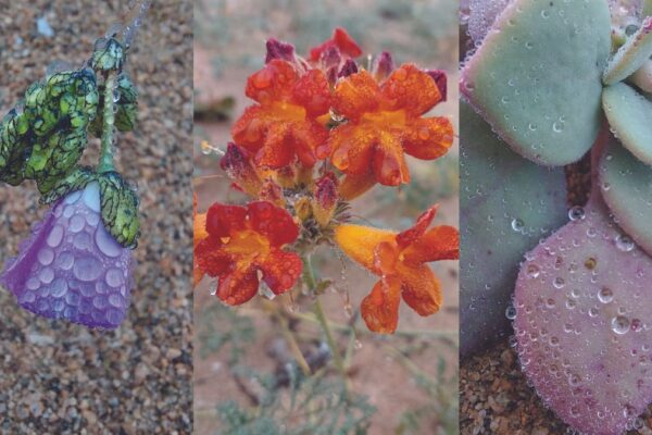 Three panels showing different desert flower blooms with dew drops on the petals