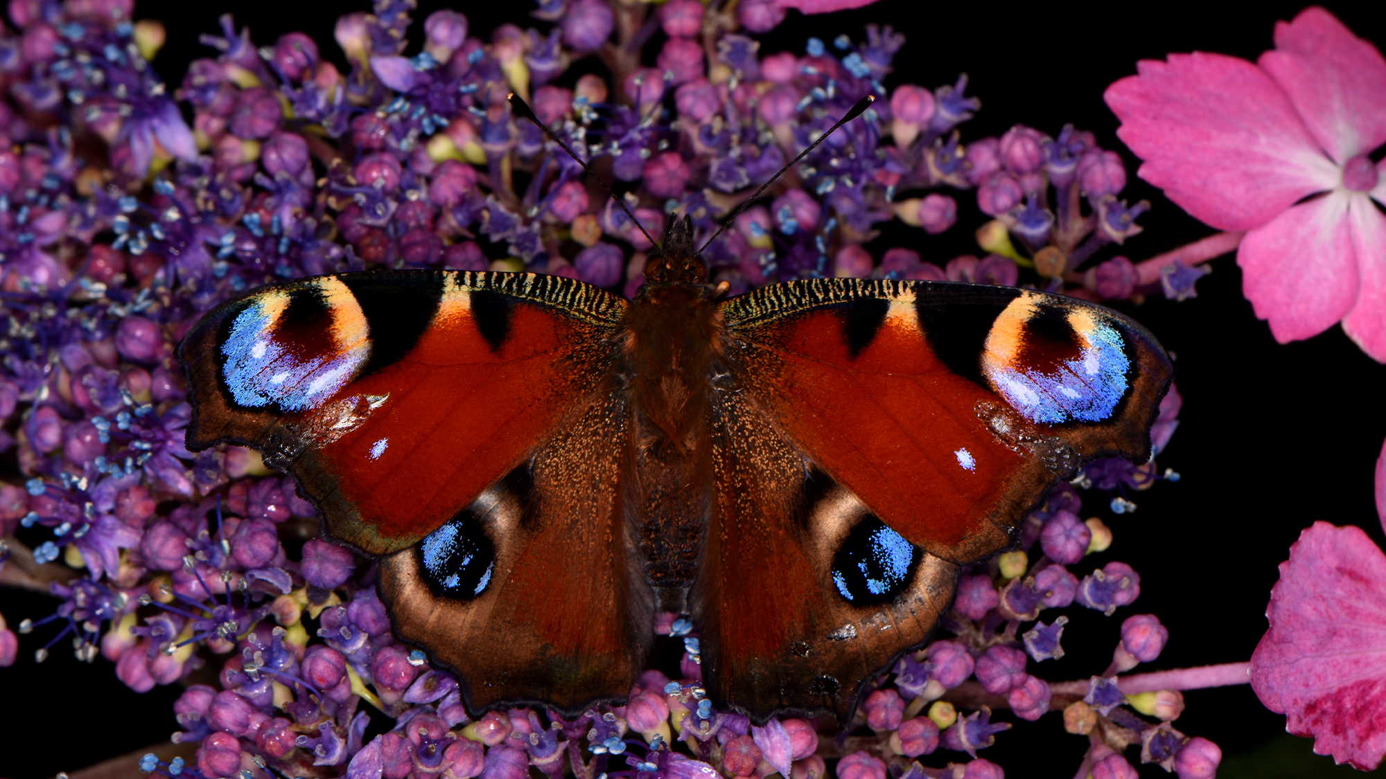 Las mariposas y las polillas absorben polen mediante electricidad estática