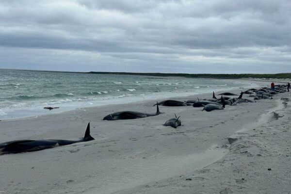 Dozens of long-finned pilot whales lying dead on a beach on Sanday, in Scotland.