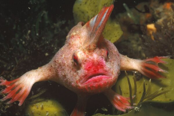 Red handfish sits perched on aquatic macroalgae