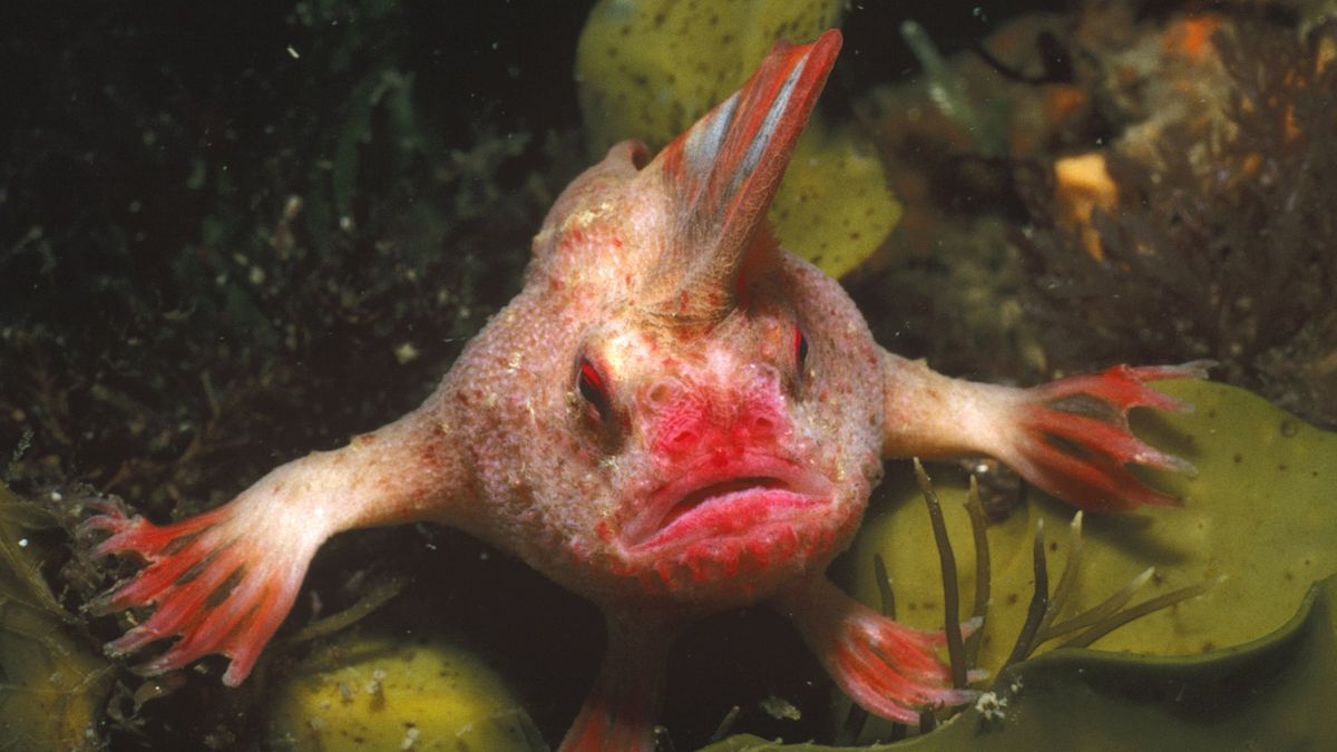 Red handfish sits perched on aquatic macroalgae