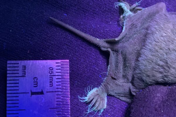 The very hairy back feet of a Mexican free-tailed bat light up under ultraviolet light. This image shows just the back half of a bat next to a ruler for scale.