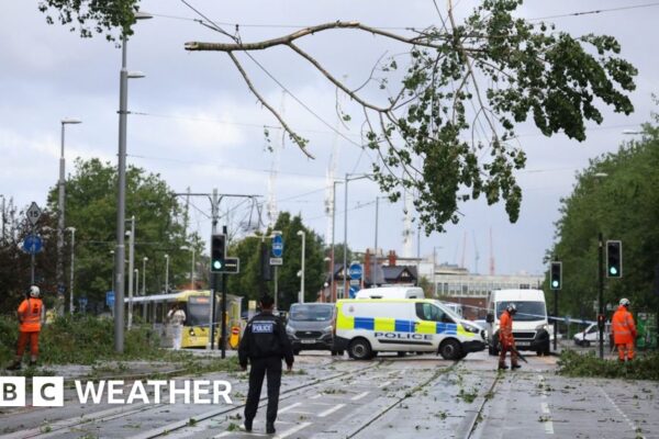 Emergency workers removing fallen tree branches from tram lines