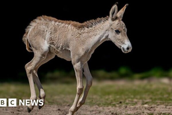 El zoológico de Chester celebra el nacimiento de "uno de los animales más raros del mundo"