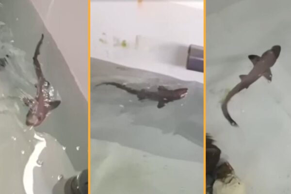 Three images, all pictures of a small shark pup swimming.