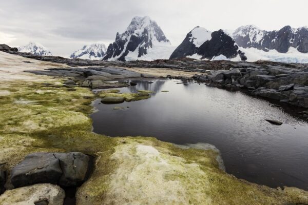 A photo of an Antarctic lake, with some mossy vegetation on the ground and snowy mountains in the background