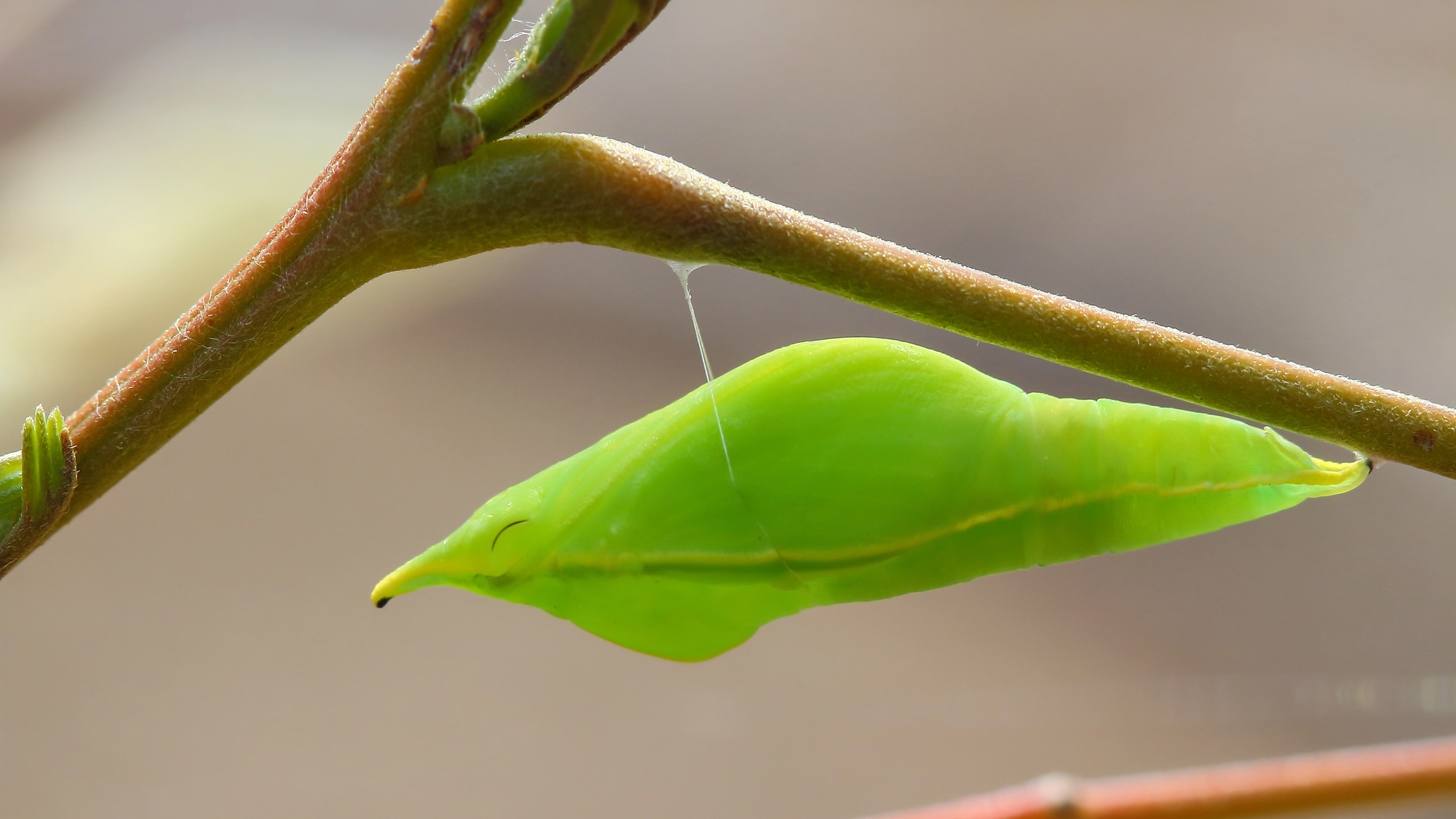 Las mariposas anclan sus capullos con velcro de seda y cinturones de seguridad.