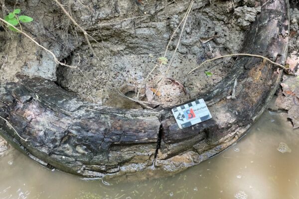 Un hombre descubre un colmillo de mamut gigante en un arroyo de Mississippi