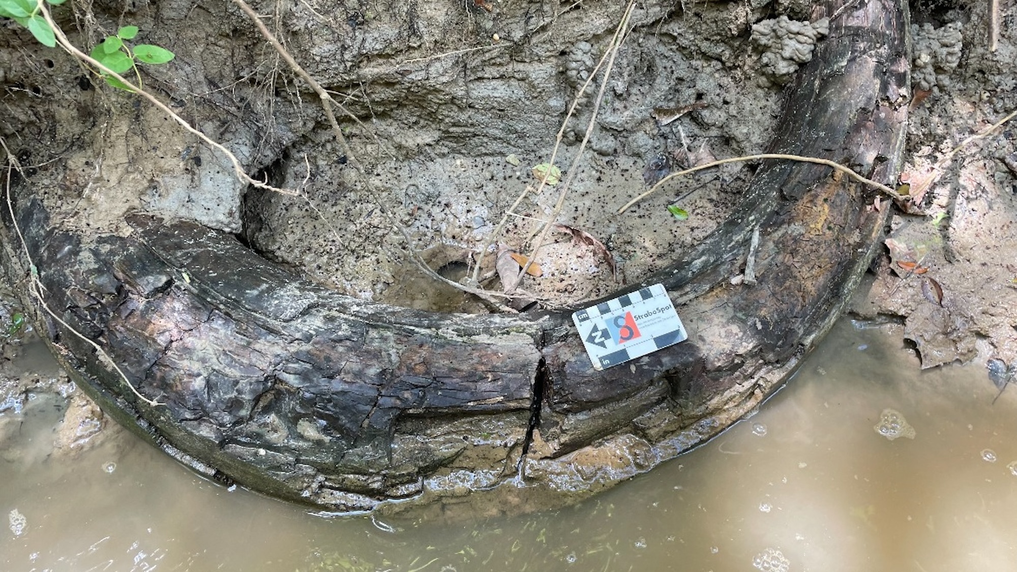 Un hombre descubre un colmillo de mamut gigante en un arroyo de Mississippi