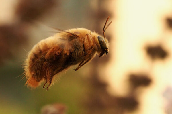 Nuestro control de plagas mata a las abejas