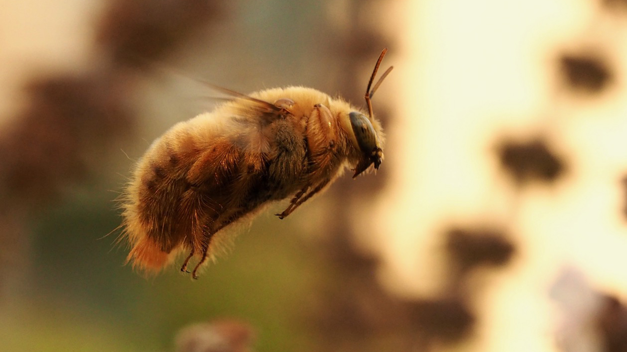 Nuestro control de plagas mata a las abejas