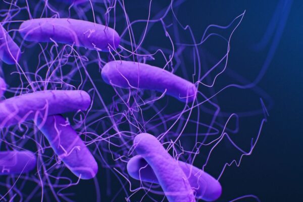 A 3d rendering showing purple rod-shaped bacteria with small hair-like structures