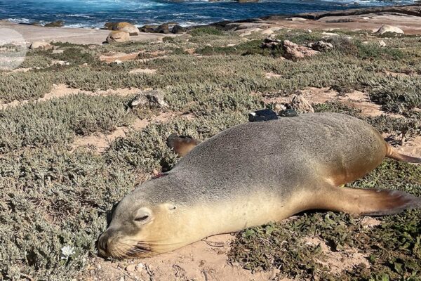 Leones marinos equipados con cámaras mapean áreas inexploradas del océano