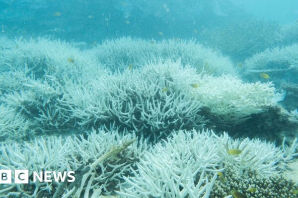 Muestras de coral muestran que la Gran Barrera de Coral está 'en peligro'