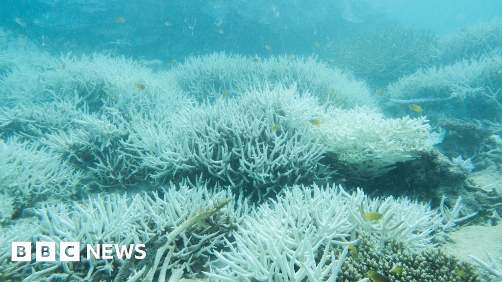 Muestras de coral muestran que la Gran Barrera de Coral está 'en peligro'