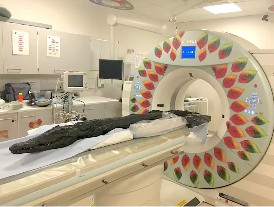 A mummified crocodile in a CT scanner