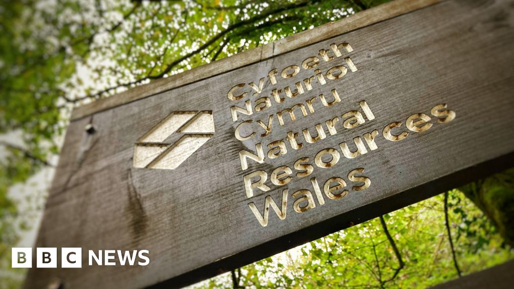 Los recortes de empleo en Natural Resources Wales ponen en riesgo la naturaleza, advierten activistas