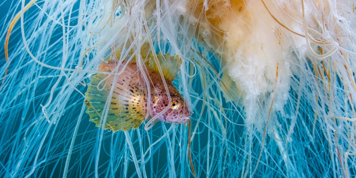 Impresionantes fotografías submarinas galardonadas con el premio Ocean Photographer of the Year 2024