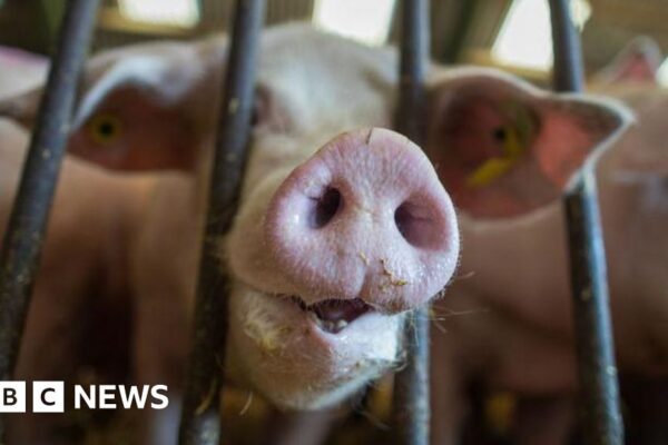 Las preocupaciones sobre el bienestar de los agricultores llevan a la revisión de la etiqueta de alimentos asegurados de la RSPCA