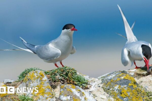 Cinco aves marinas agregadas a la Lista Roja de Especies de Mayor Preocupación del Reino Unido