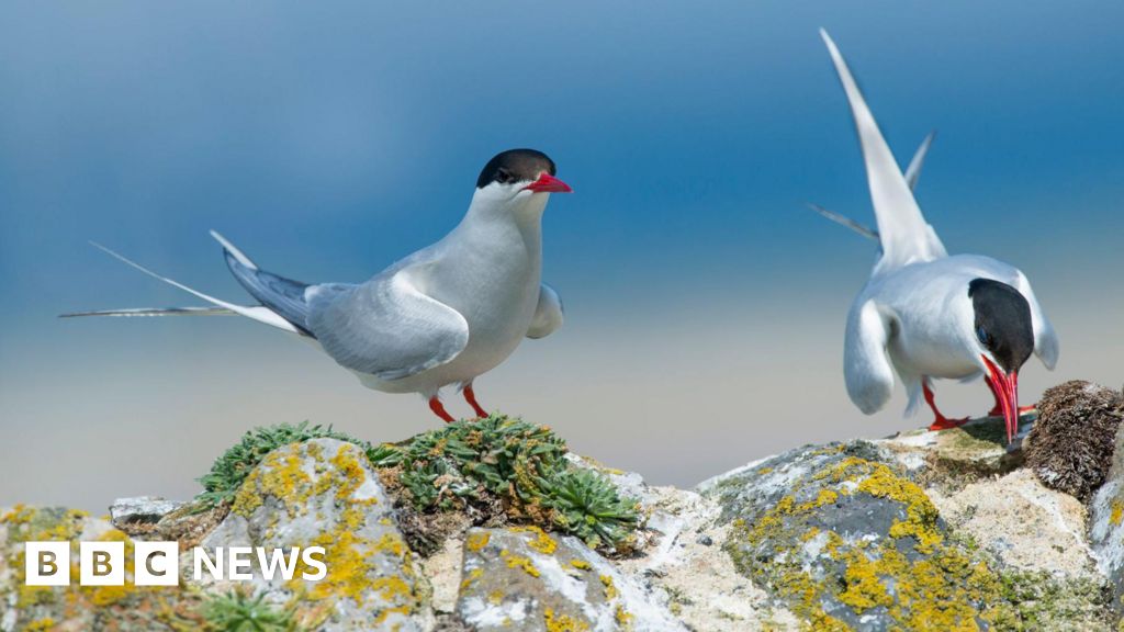 Cinco aves marinas agregadas a la Lista Roja de Especies de Mayor Preocupación del Reino Unido