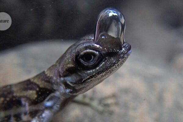 Este lagarto “buceador” tiene una reserva de aire hecha por él mismo