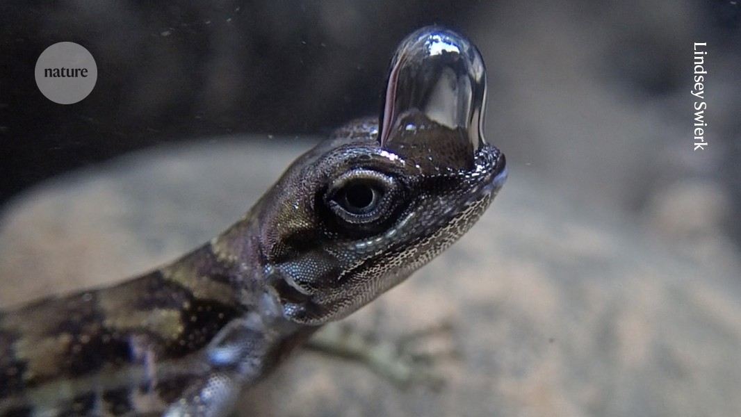 Este lagarto “buceador” tiene una reserva de aire hecha por él mismo