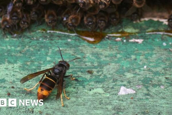 Carrera contra el tiempo mientras emergen reinas en el sureste