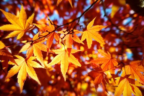 A close-up of orange fall leaves