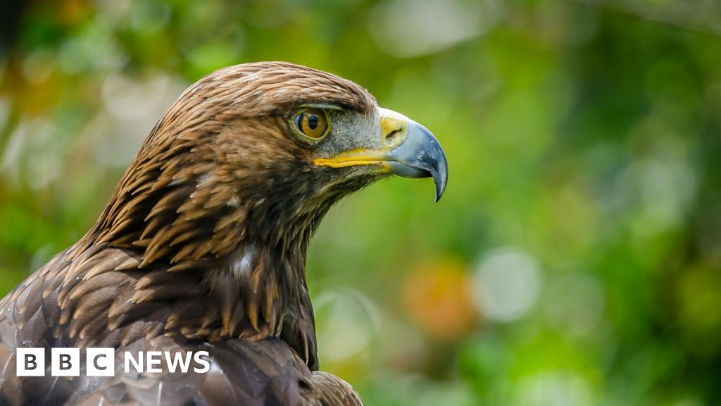 La muerte de las aves rapaces se atribuye a los guardabosques de la finca.