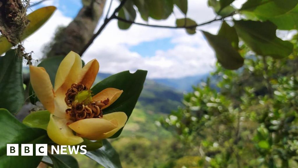 Suena la alarma porque los árboles del mundo corren el riesgo de desaparecer