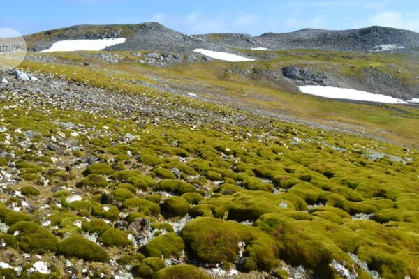 Lo creas o no, este exuberante paisaje es la Antártida.