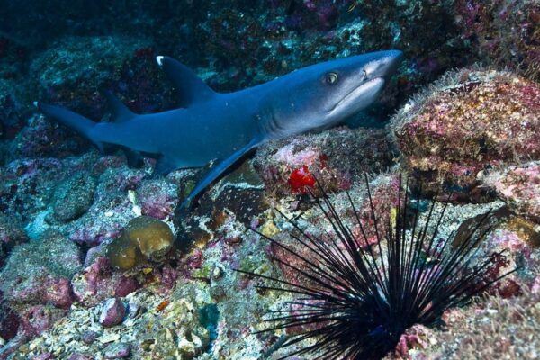 Impresionante video muestra tiburones devorando erizos de mar, espinas y todo lo demás