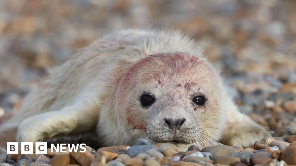 La colonia de focas de Orford Ness prospera gracias a la "falta de perturbación humana"