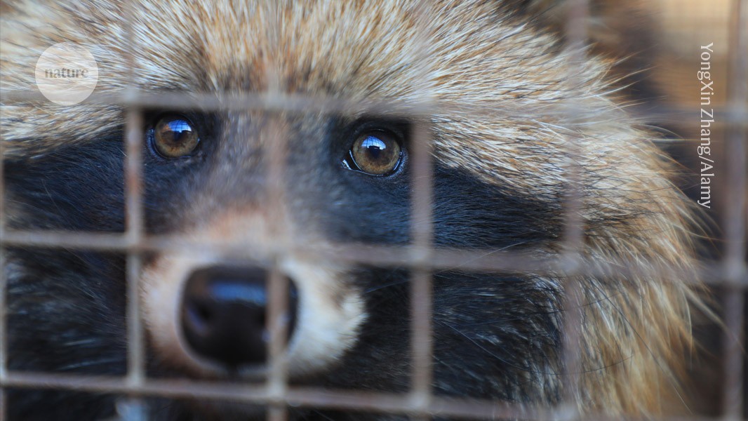 Animales enfermos sugieren que la pandemia de COVID comenzó en el mercado de Wuhan