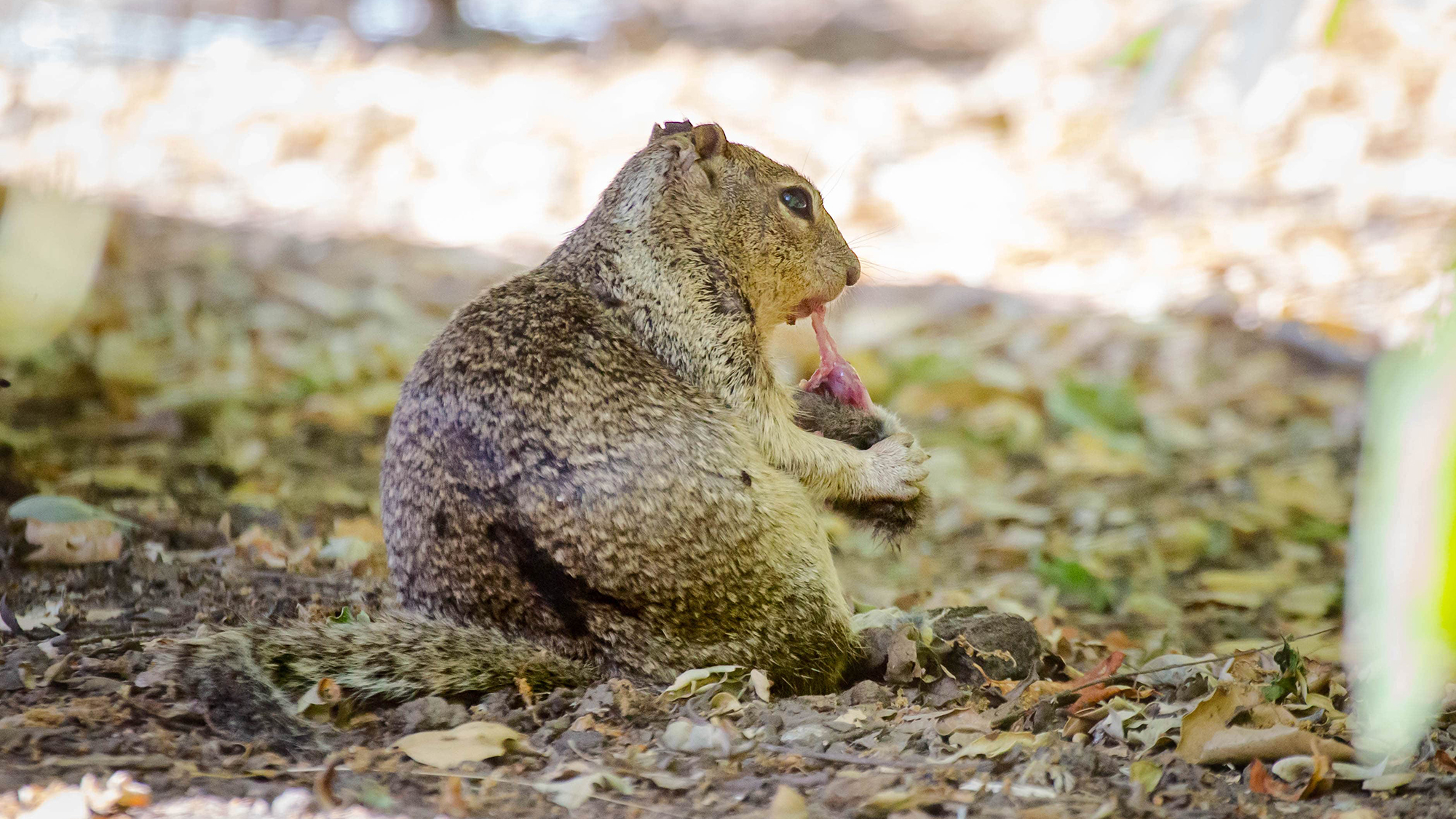 a squirrel sits eating a vole, pulling its meat with its teeth