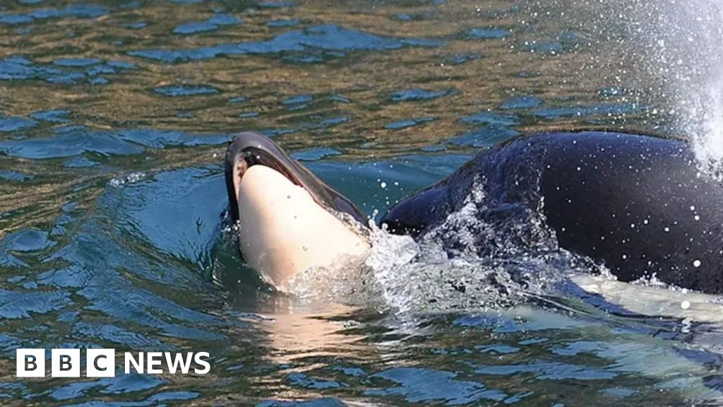 Ballena afligida es vista empujando a otra cría muerta