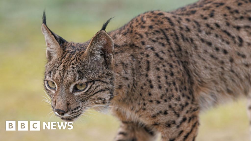 Lento regreso del lince ibérico