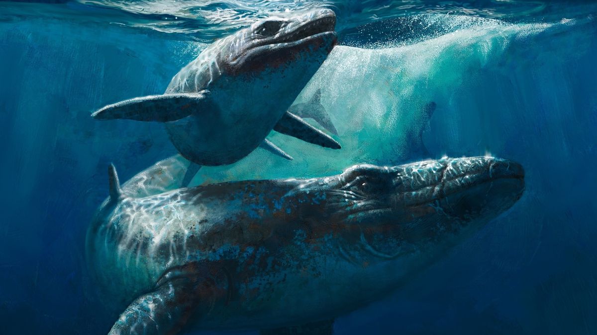 An illustration of two mosasaurs swimming underwater