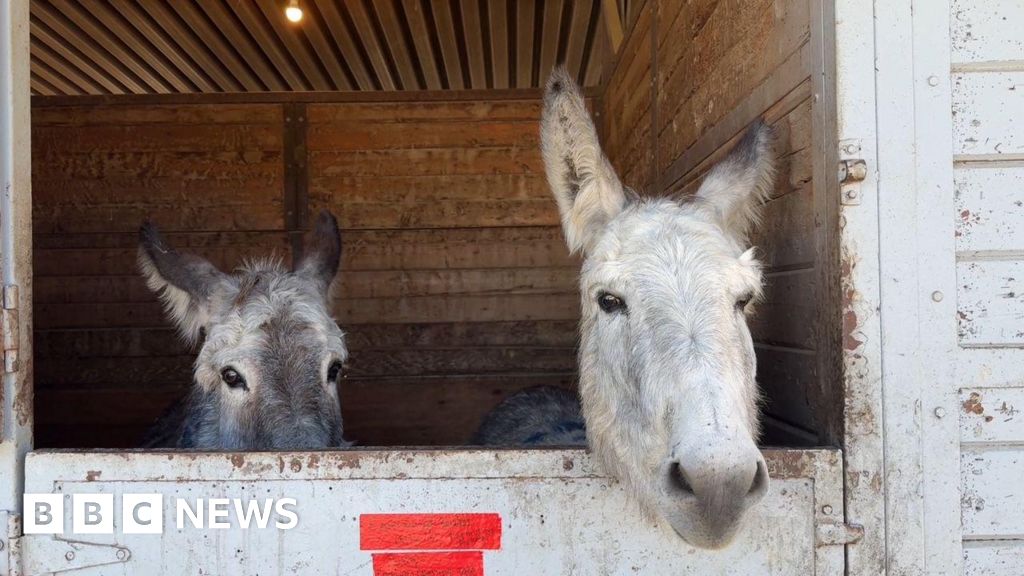 Un centro ecuestre alberga cientos de animales