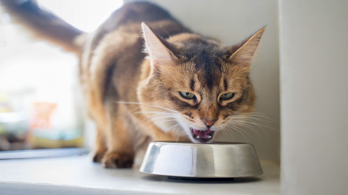 Los gatos domésticos del condado de Los Ángeles contraen la gripe aviar a través de alimentos crudos y leche